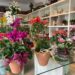 Especial de Dia das Mães: lindas opções na Floricultura Recanto Verde