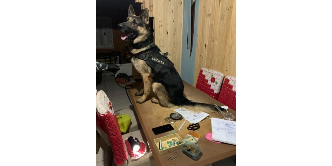 Preso por tráfico de drogas e posse irregular de arma em Araricá