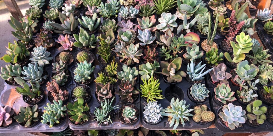 Jô Terrariuns Viveiro e Jardinagem