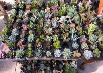Jô Terrariuns Viveiro e Jardinagem