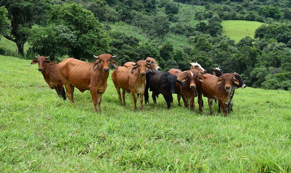 Declaração anual de rebanhos iniciou esta semana em Sapiranga