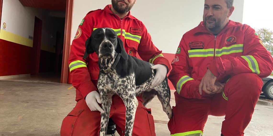 Bombeiros de Nova Hartz contam com K9 para buscas e salvamento