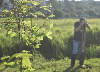 Plantio de árvores integra a Semana do Meio Ambiente em Sapiranga