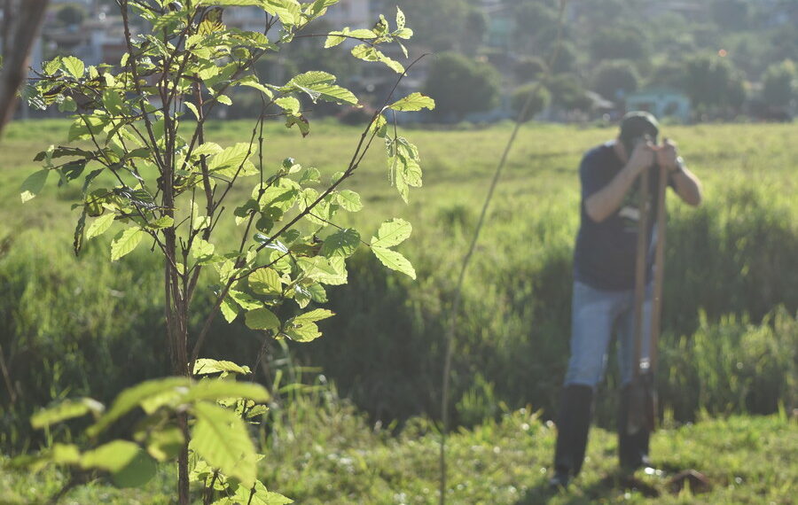 Plantio de árvores integra a Semana do Meio Ambiente em Sapiranga
