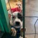 Cempra inicia mapeamento sobre animais de rua em Sapiranga