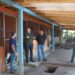 Cempra de Campo Bom recebe ampliação para facilitar o manejo dos animais