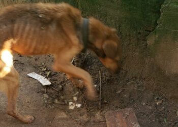 DP de Nova Hartz identifica cão em situação de maus-tratos