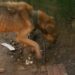 DP de Nova Hartz identifica cão em situação de maus-tratos