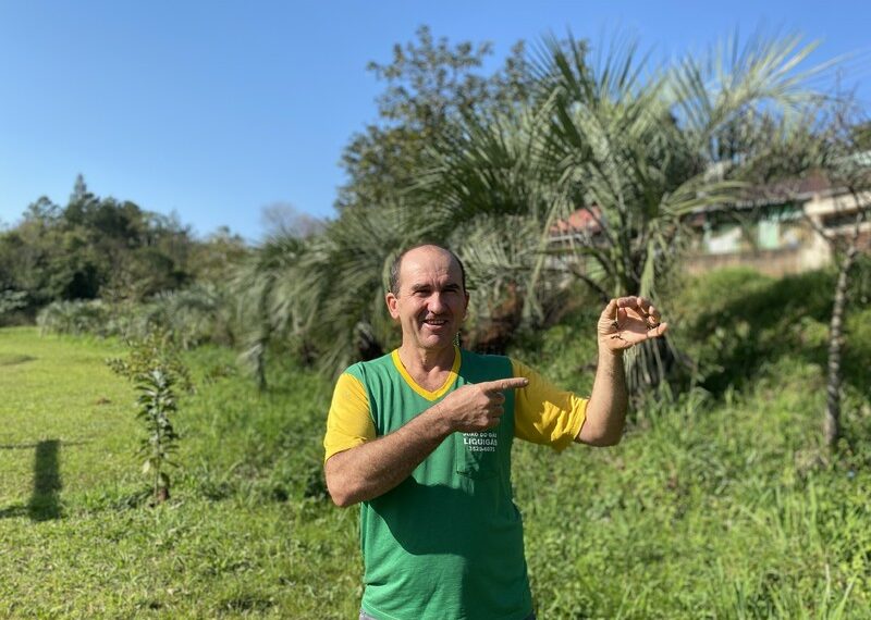Morador de Sapiranga planta mudas de butiá pela cidade, árvore ameaçada de extinção