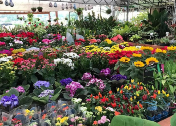 Strack Mudas de Hortaliças e Floricultura