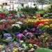 Strack Mudas de Hortaliças e Floricultura