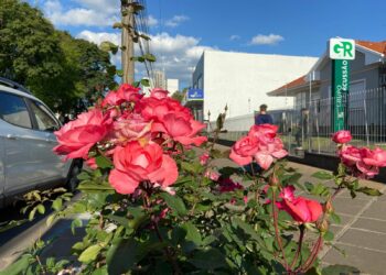 Grupo Repercussão preserva canteiros históricos da flor-símbolo de Sapiranga na Av. João Corrêa