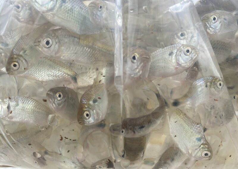 Mais de seis mil alevinos e larvicidas são colocados nos arroios de Sapiranga para combater borrachudos