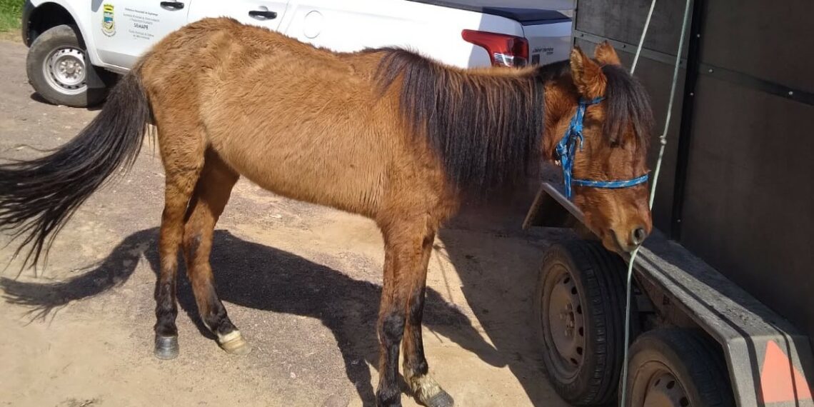 Secretaria de Meio Ambiente recolhe animais vítimas de maus-tratos em Sapiranga