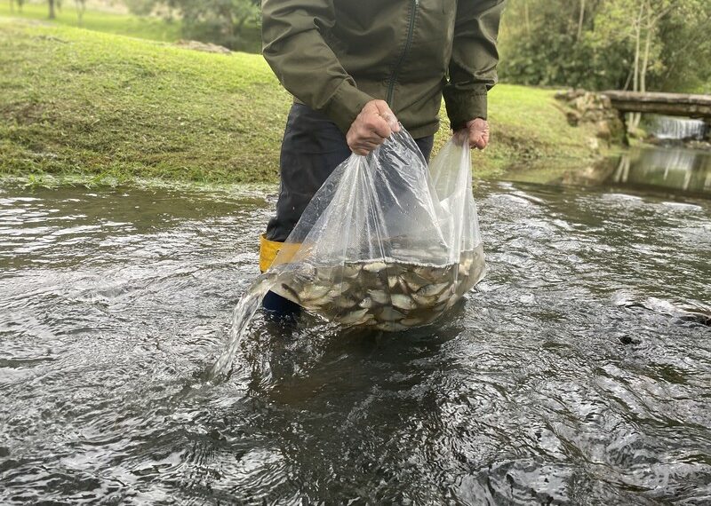 Mais de seis mil alevinos e larvicidas são colocados nos arroios de Sapiranga para combater borrachudos