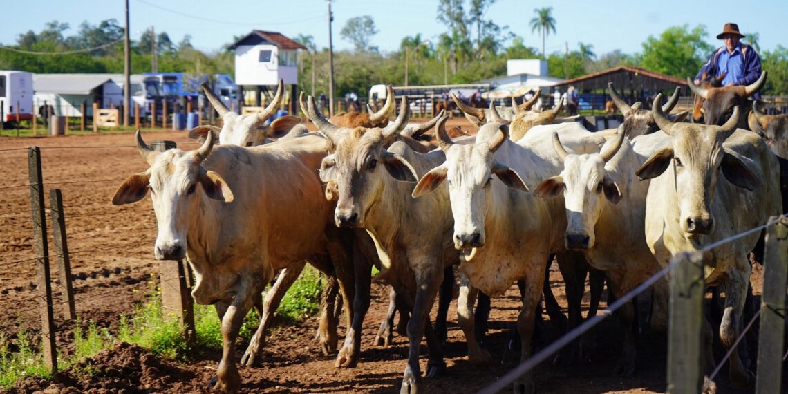 Declaração Anual de Rebanho de Campo Bom deve ser feita até o final do mês