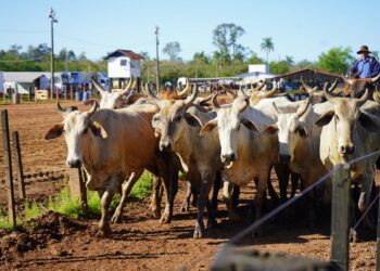 Declaração Anual de Rebanho de Campo Bom deve ser feita até o final do mês