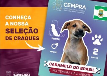 Sapiranga lança campanha de adoção de cães inspirada em figurinhas da Copa do Mundo