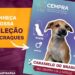 Sapiranga lança campanha de adoção de cães inspirada em figurinhas da Copa do Mundo