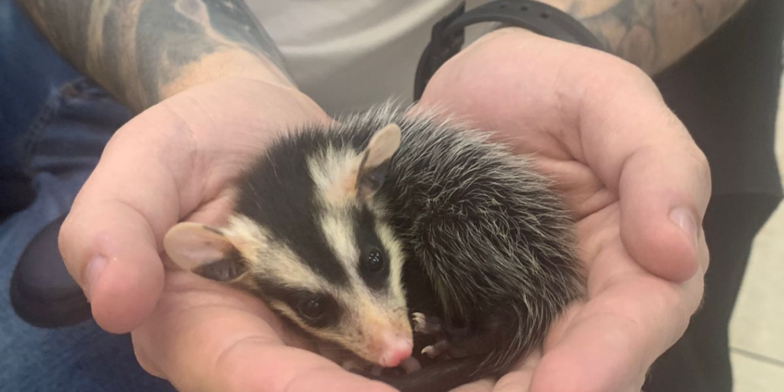 Prefeitura de Sapiranga alerta para presença de animais silvestres no ambiente urbano durante a primavera