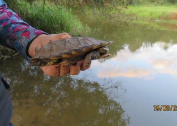 Prefeitura de Sapiranga alerta para presença de animais silvestres no ambiente urbano durante a primavera