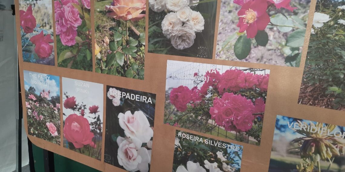 Cemeam faz plantio e incentiva o cultivo da flor símbolo de Sapiranga