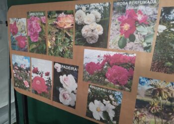 Cemeam faz plantio e incentiva o cultivo da flor símbolo de Sapiranga