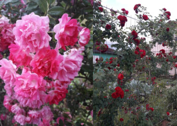 Paixão e carinho: Liane Klein possui uma história de amor e dedicação com rosas
