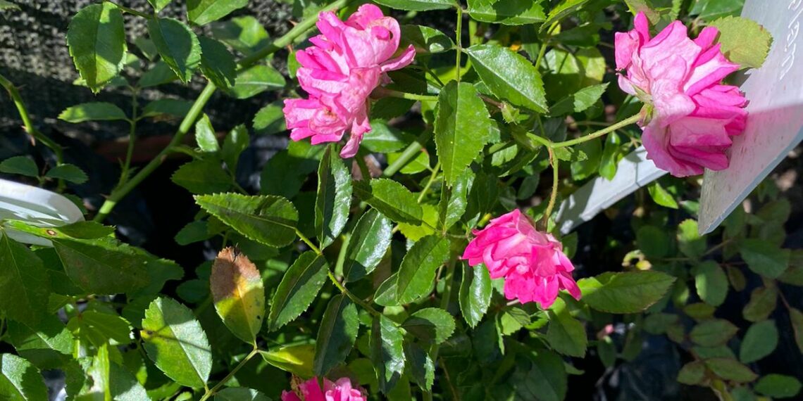 Cidade das Rosas agora possui local de produção da sua flor-símbolo, o Horto das Rosas
