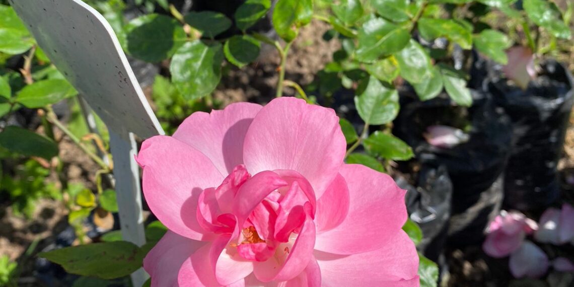 Cidade das Rosas agora possui local de produção da sua flor-símbolo, o Horto das Rosas