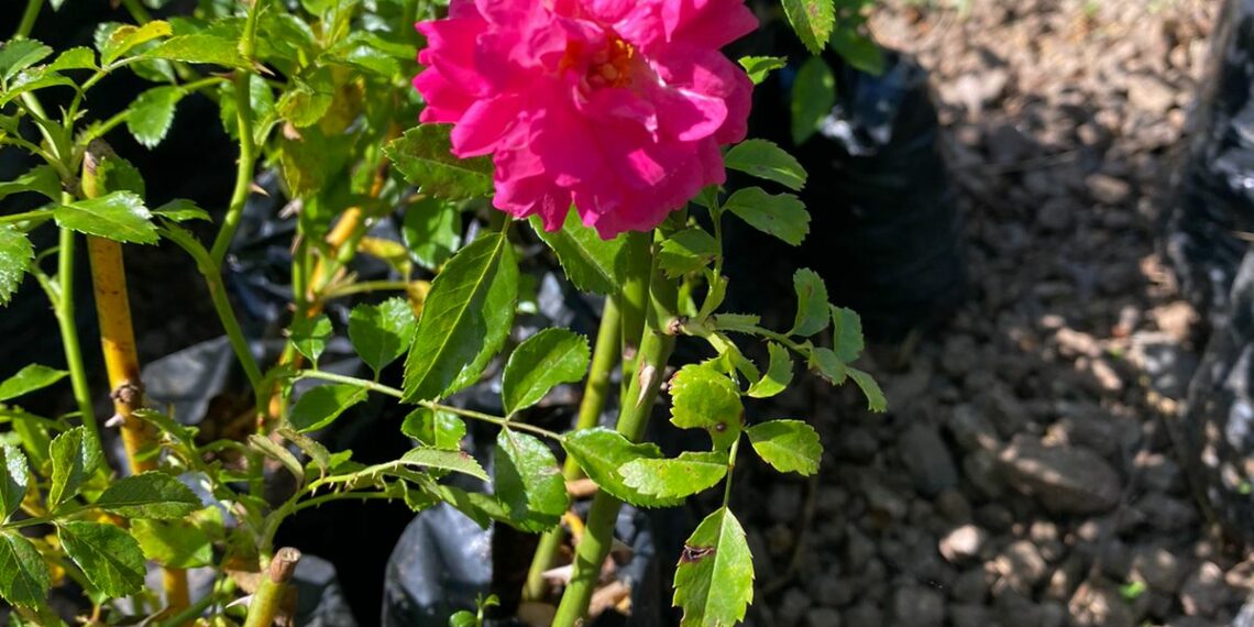 Cidade das Rosas agora possui local de produção da sua flor-símbolo, o Horto das Rosas