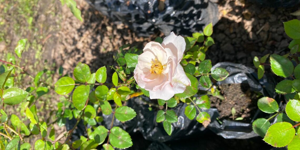 Cidade das Rosas agora possui local de produção da sua flor-símbolo, o Horto das Rosas