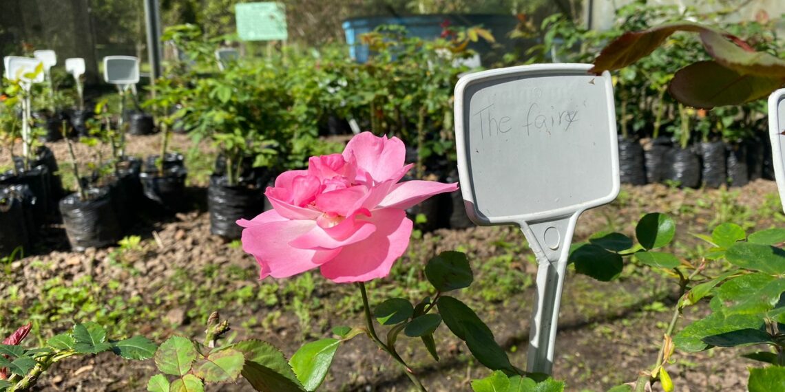 Cidade das Rosas agora possui local de produção da sua flor-símbolo, o Horto das Rosas