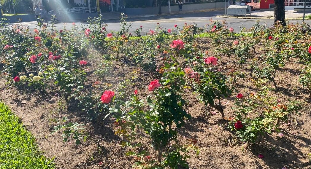 Apoiadores da edição especial Festa das Rosas falam do maior evento de Sapiranga