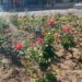 Apoiadores da edição especial Festa das Rosas falam do maior evento de Sapiranga