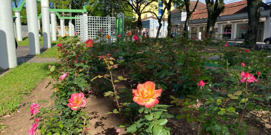 Canteiros de rosas na cidade chamam a atenção da população sapiranguense pela sua beleza
