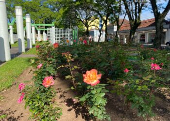 Canteiros de rosas na cidade chamam a atenção da população sapiranguense pela sua beleza