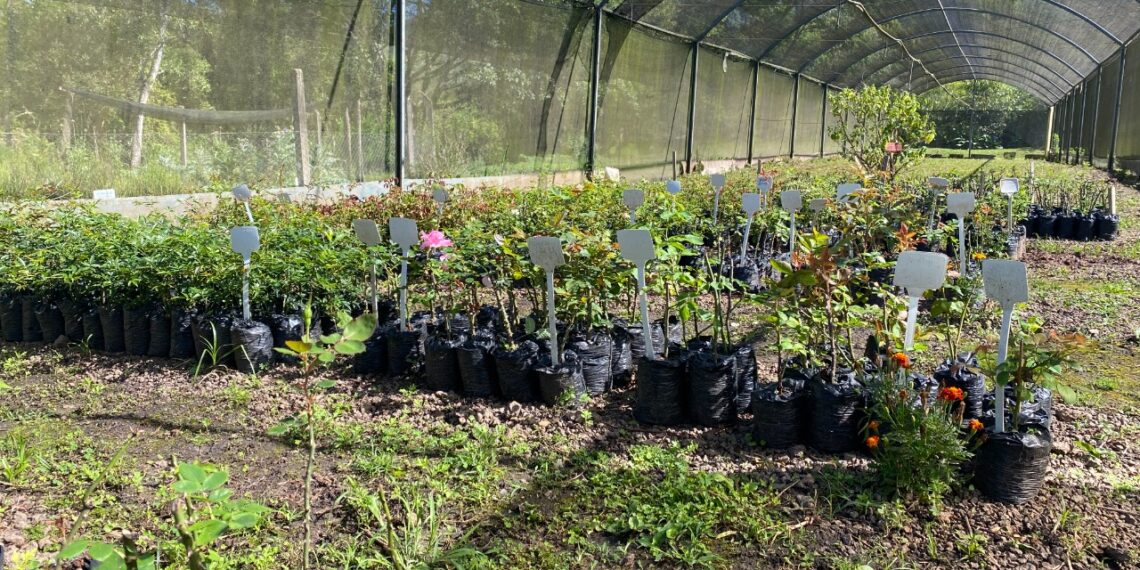 Cemeam faz plantio e incentiva o cultivo da flor símbolo de Sapiranga
