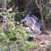 Avó e neta sofrem acidente de trânsito na RS-239 em Nova Hartz