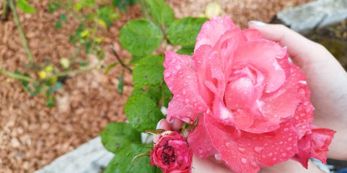 Dicas de como cultivar a rosa: tenha jardins saudáveis e floridos