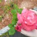 Dicas de como cultivar a rosa: tenha jardins saudáveis e floridos