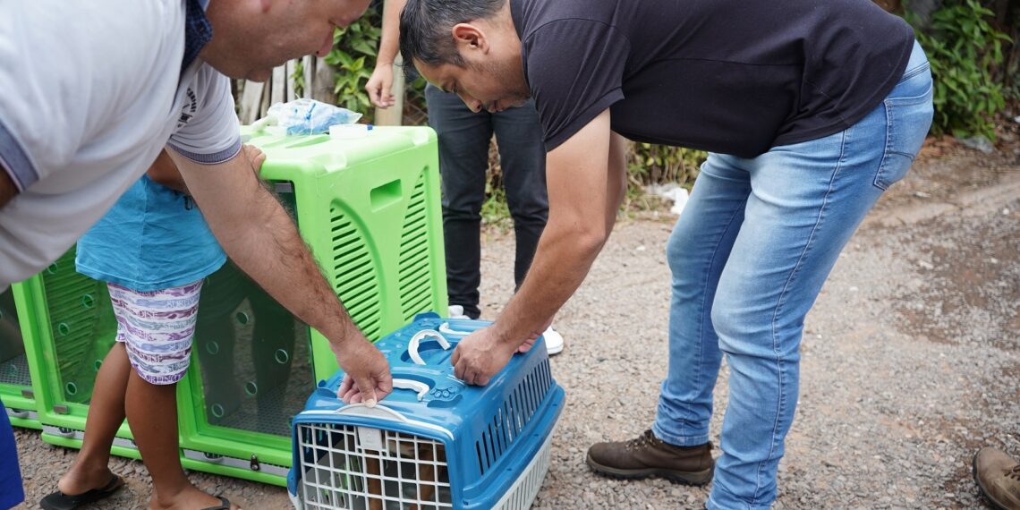Prefeitura de Campo Bom realiza mutirão de castrações de cães e gatos