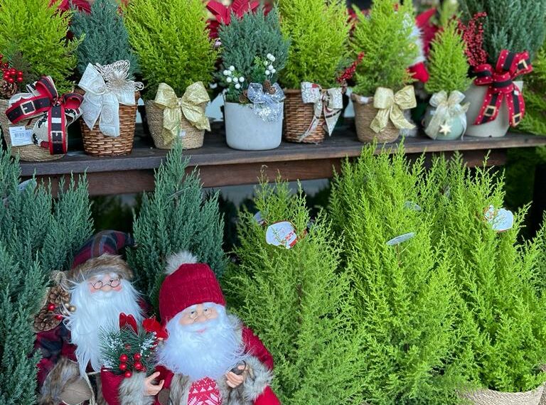 Mercado das Flores reinaugura loja neste sábado em Sapiranga