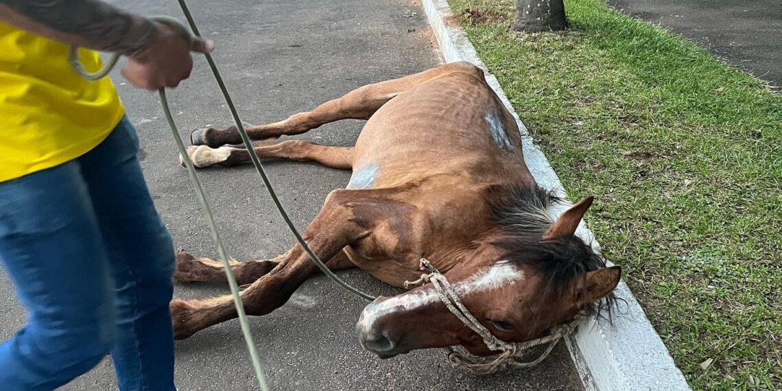 Em 2023, estará proibido carroça com animais em Sapiranga