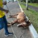 Em 2023, estará proibido carroça com animais em Sapiranga