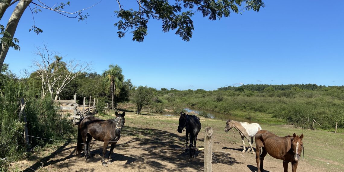 Fim da tração animal: cavalos recebem tratamento antes da adoção em Sapiranga