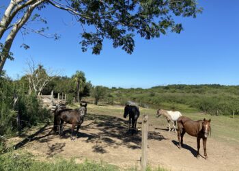 Fim da tração animal: cavalos recebem tratamento antes da adoção em Sapiranga