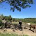 Fim da tração animal: cavalos recebem tratamento antes da adoção em Sapiranga