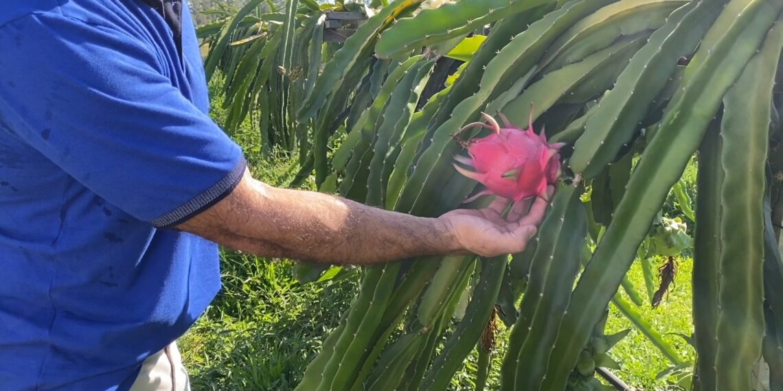 Criação de pitayas em Nova Hartz busca oferecer qualidade de vida