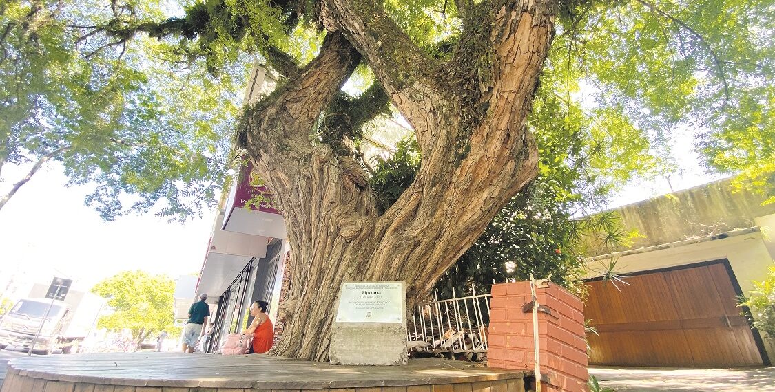 Cuidado com o verde: árvores históricas são patrimônio ambiental da cidade